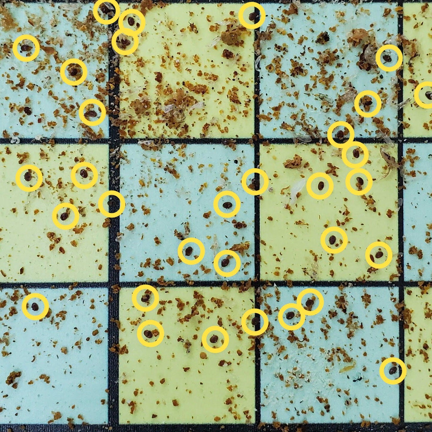 Varroa Mite Board