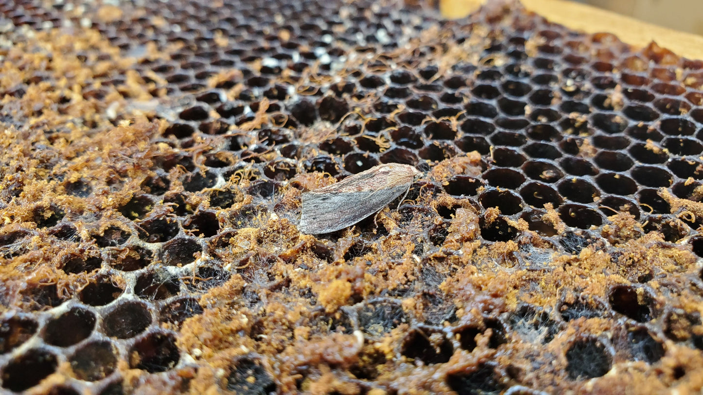 Wax Moth Crystals